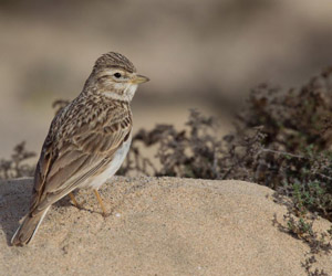 Жиргэмэл (Орог жиргэмэл, Орог бор бялзуумар)